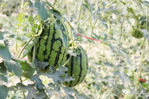 近一年吃瓜事件网红,网红事件盘点  第1张